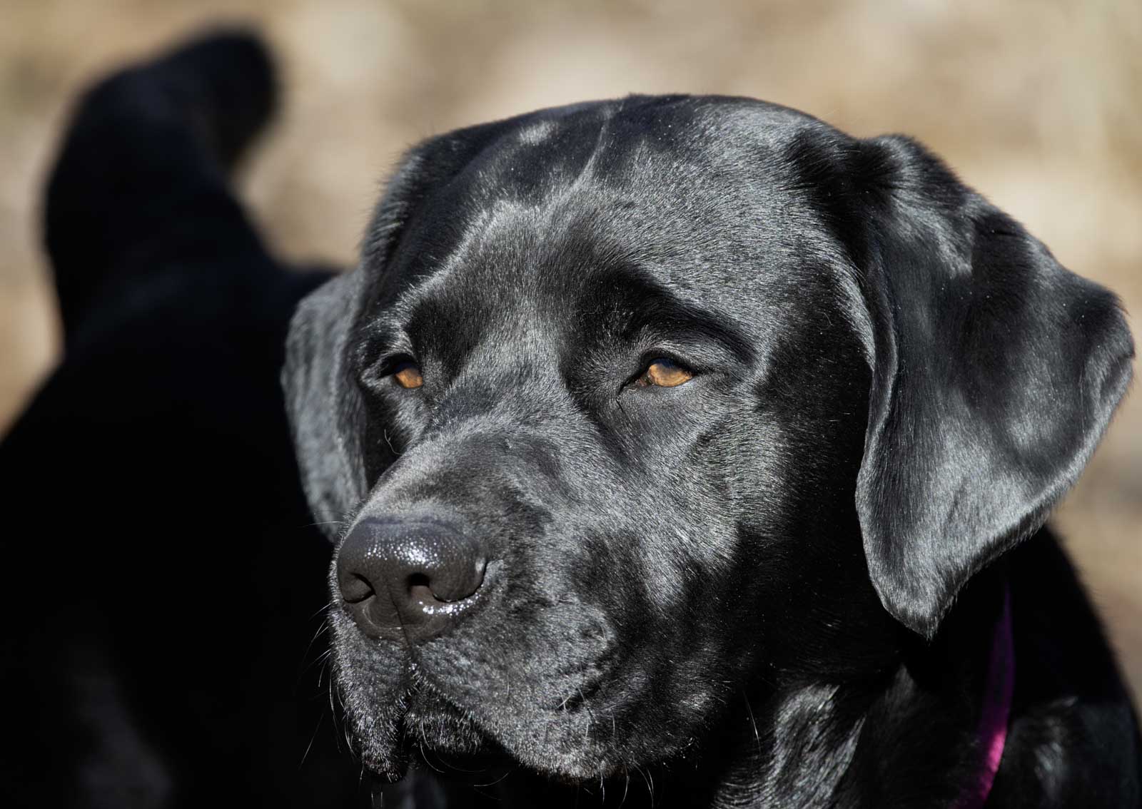 Quick guide to pet photography editing with Adobe Lightroom