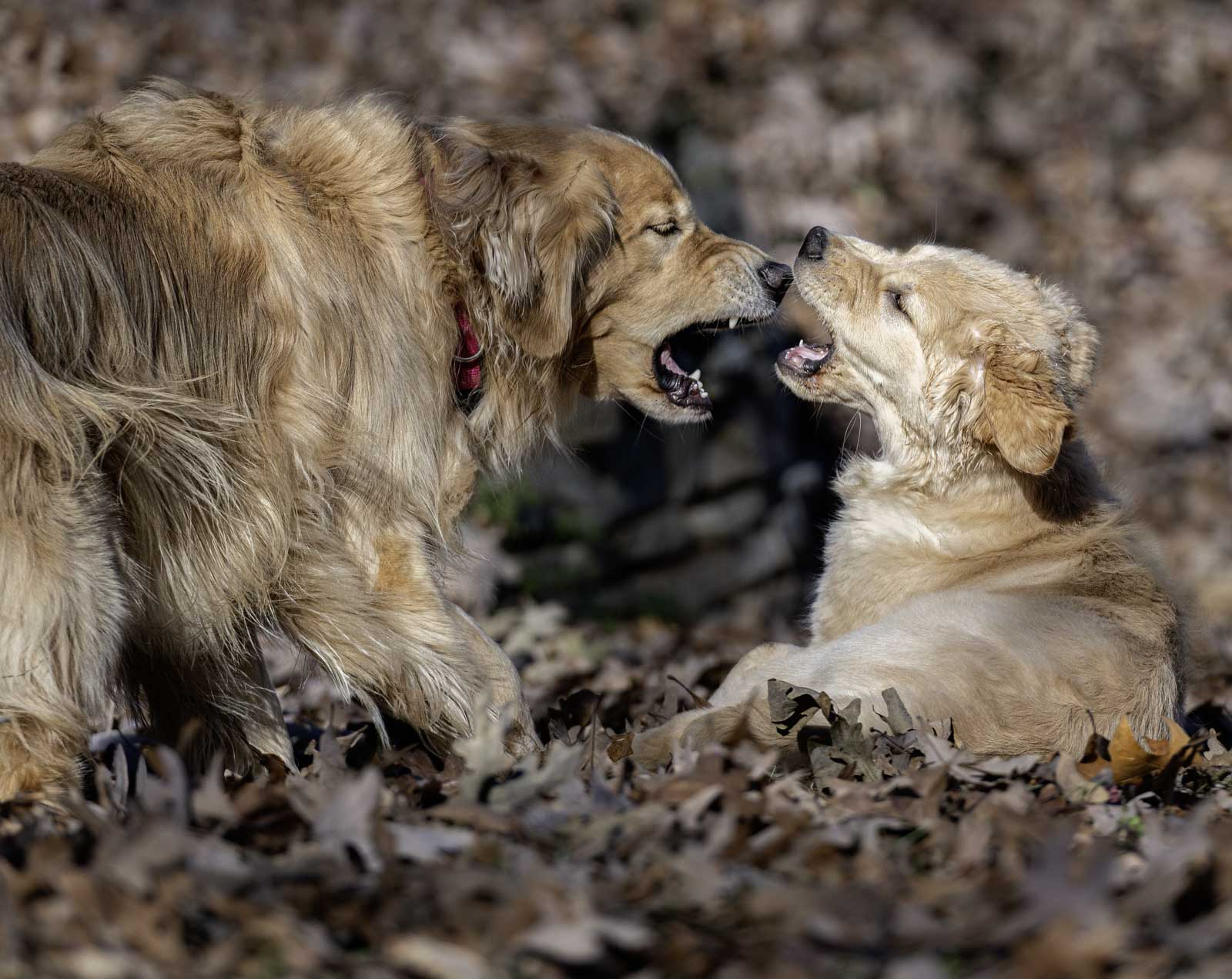 Photo of two golden retrievers playing by a professional dog photographer