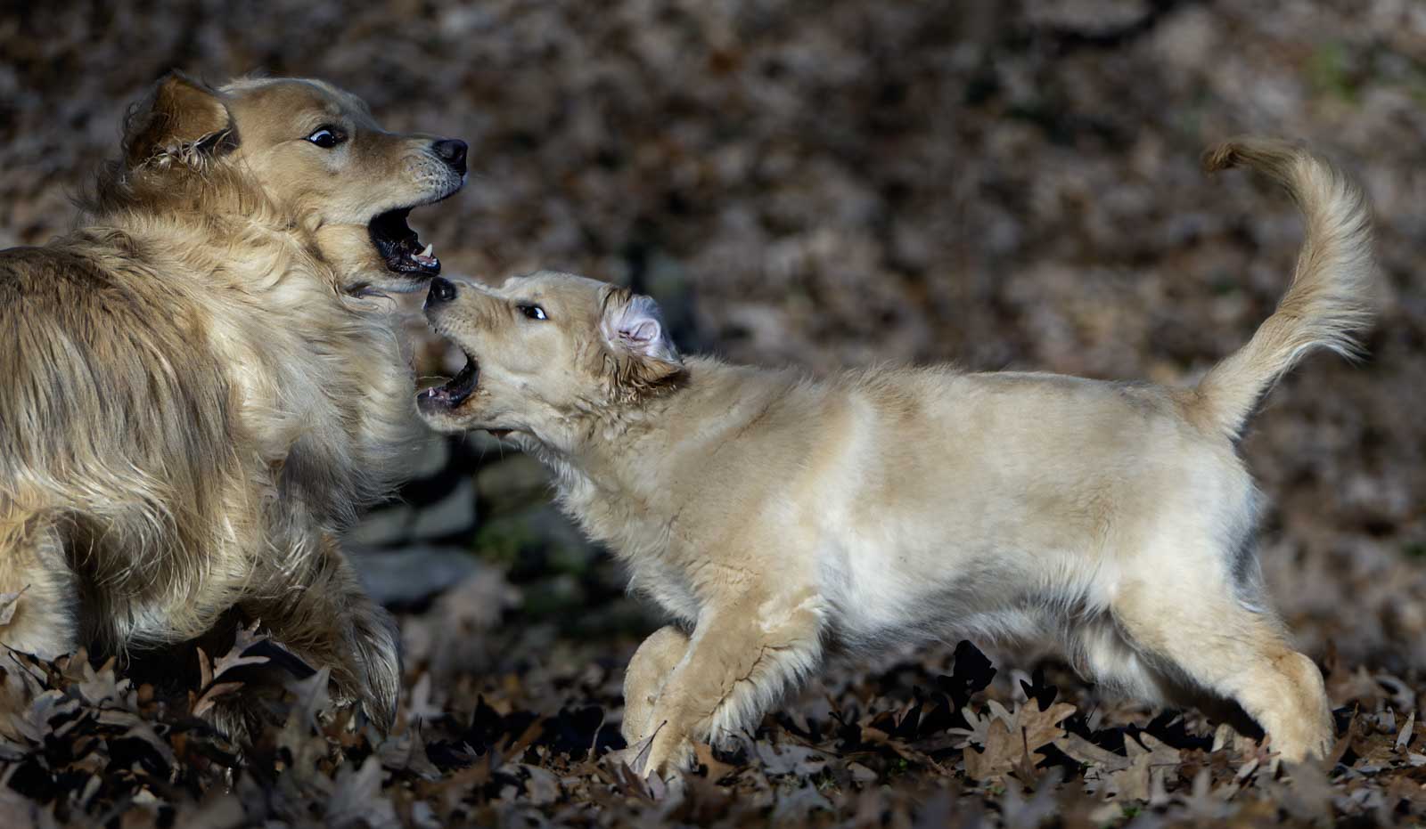 These two golden retrievers look like they are fighting to the death. It was just the peak of playtime.
