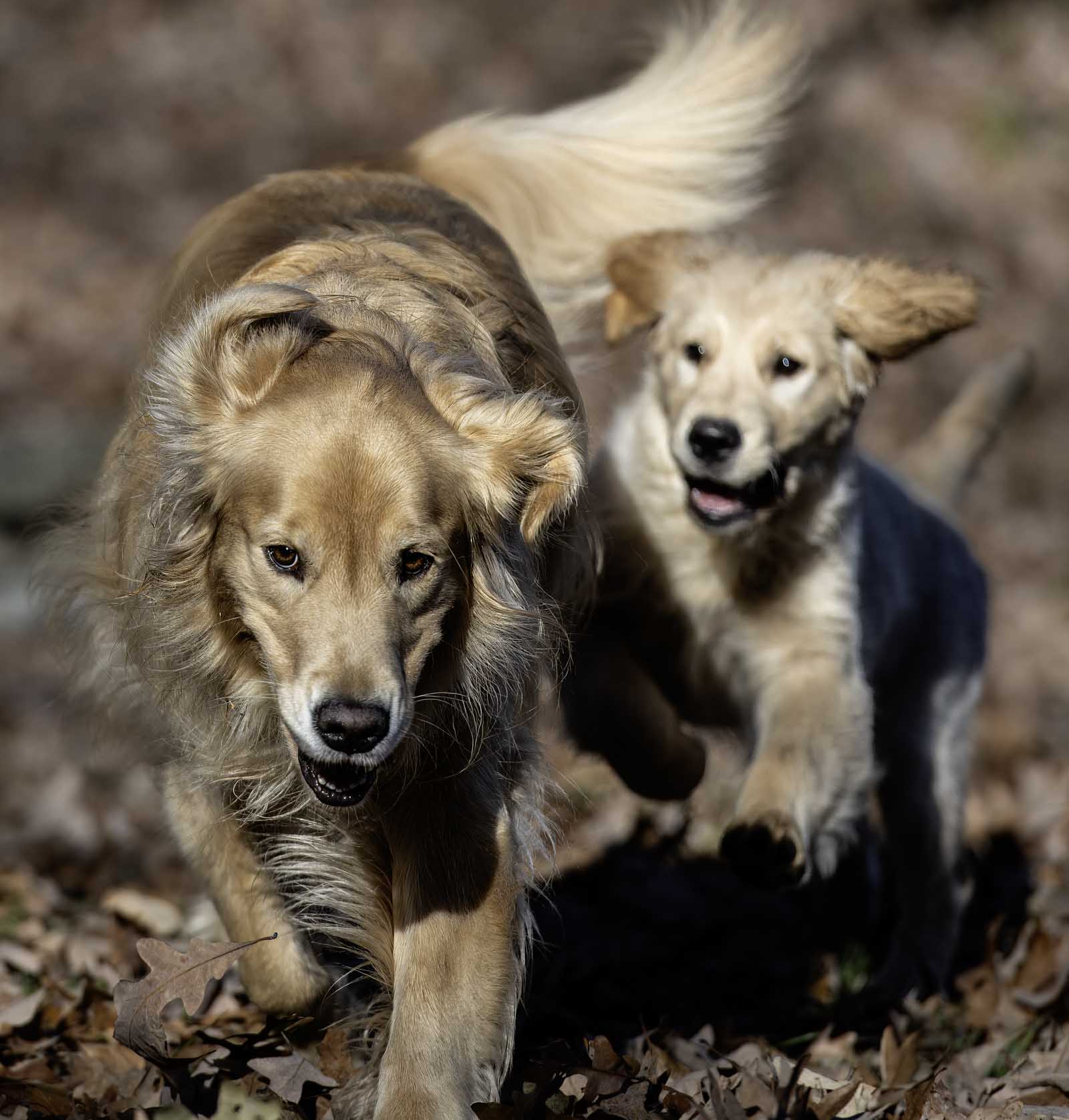 Ellie the pup is about to catch up with her aunt Gracie in this late fall romp by the two golden retrievers.