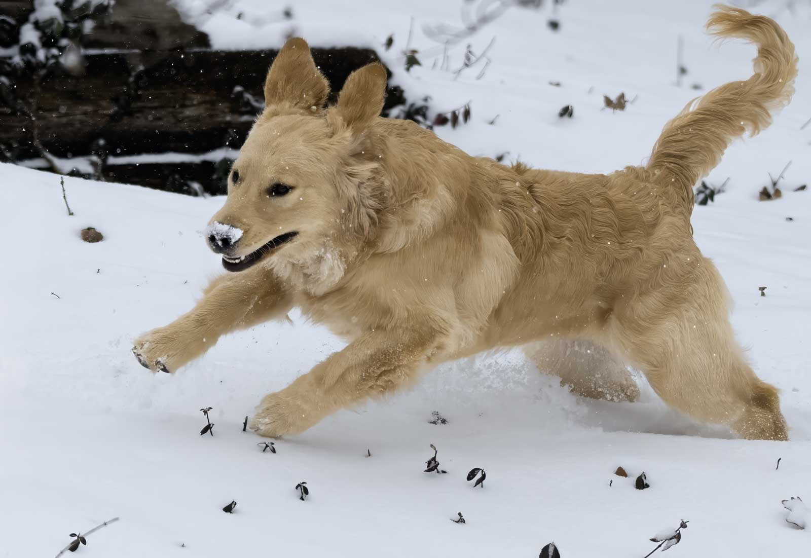 There isn't much better than watching a dog romp in the snow. This young golden retriever is having a ball.