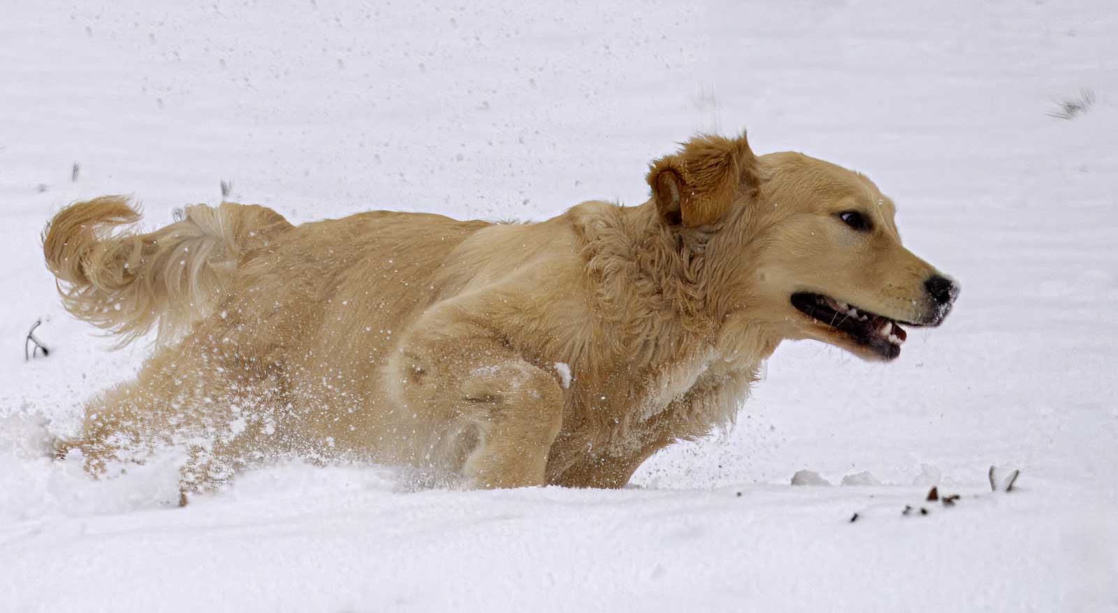 Action Pet Photography: How can I take better photos of my dogs?