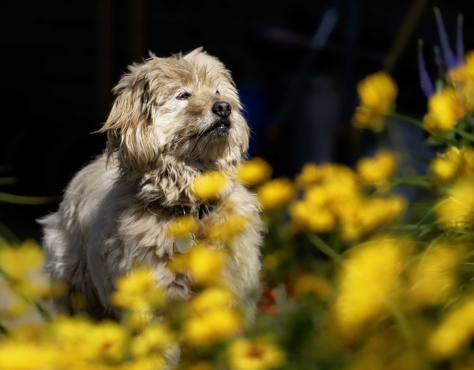 Dog photography is easy with subjects like this. Becca the rescue goldendoodle loves to roam through the flowers.