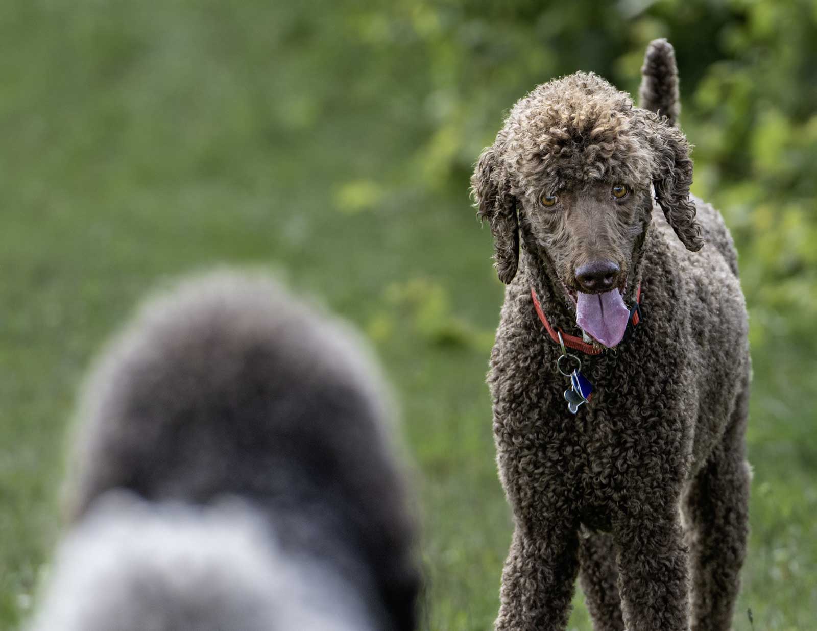 These standard poodles are in a stand-off. The brown one looks pretty intent on jumping on the younger poodle.