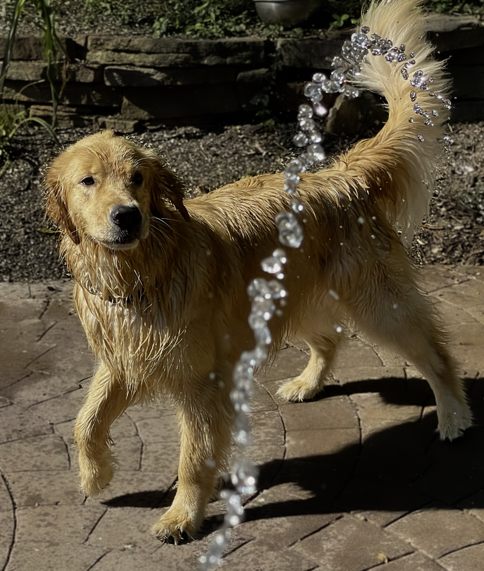 Gracie the golden retriever loves a park with water to play in.