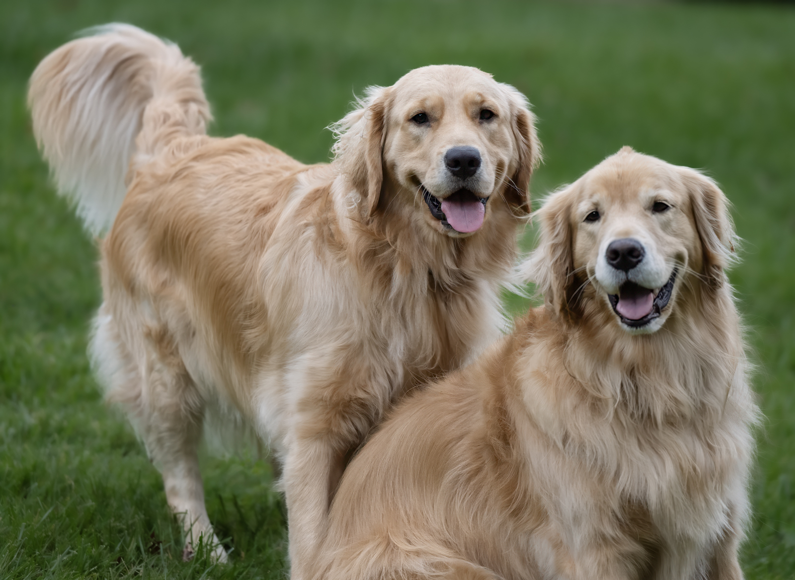 Ellie and Gracie look like golden retriever twins in their adorable pose. They almost are. Gracie is Ellie's aunt.