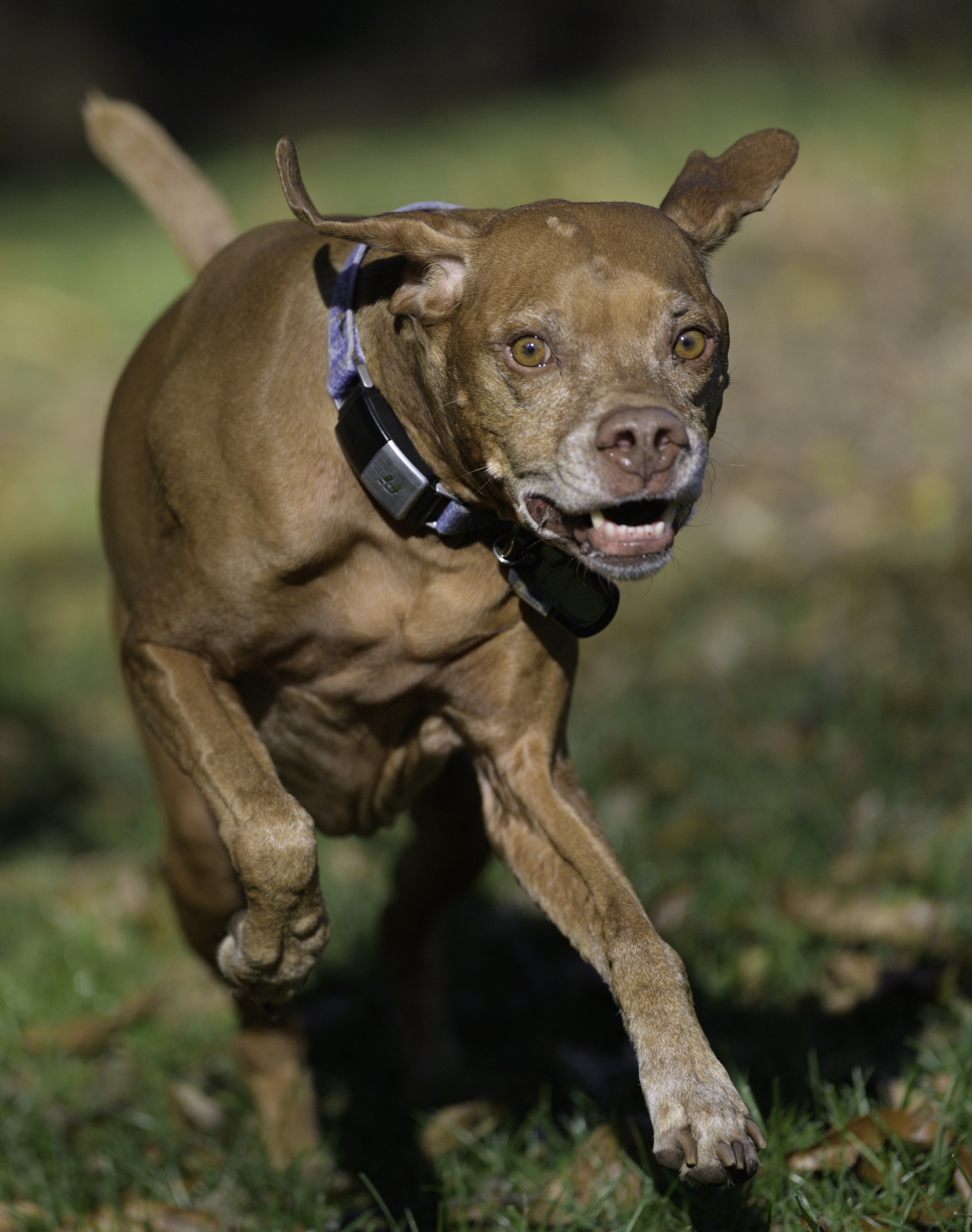A vizsla is an energetic, playful companion
