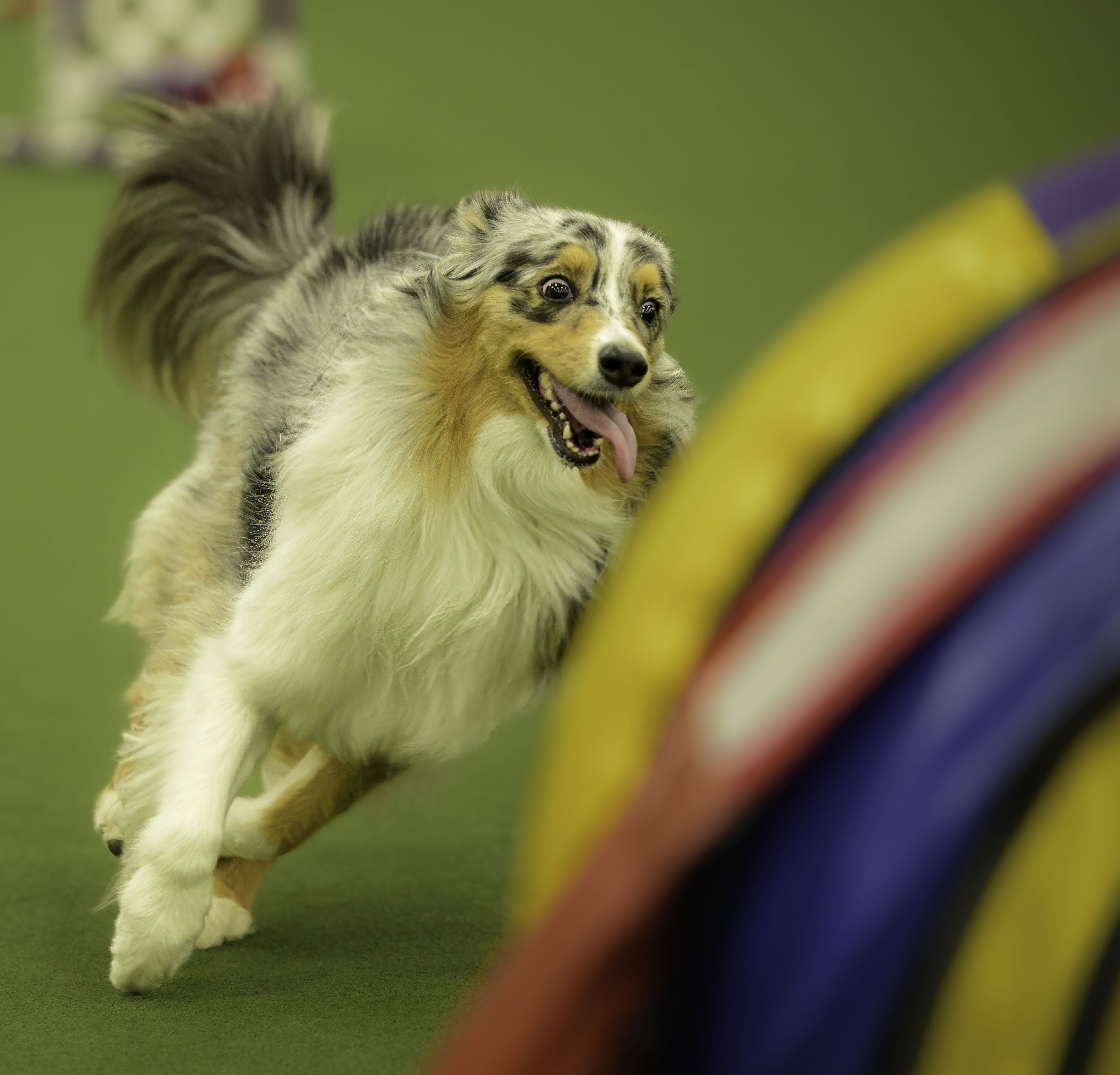 Photo of fast dog entering tunnel in dog competition in St. Louis