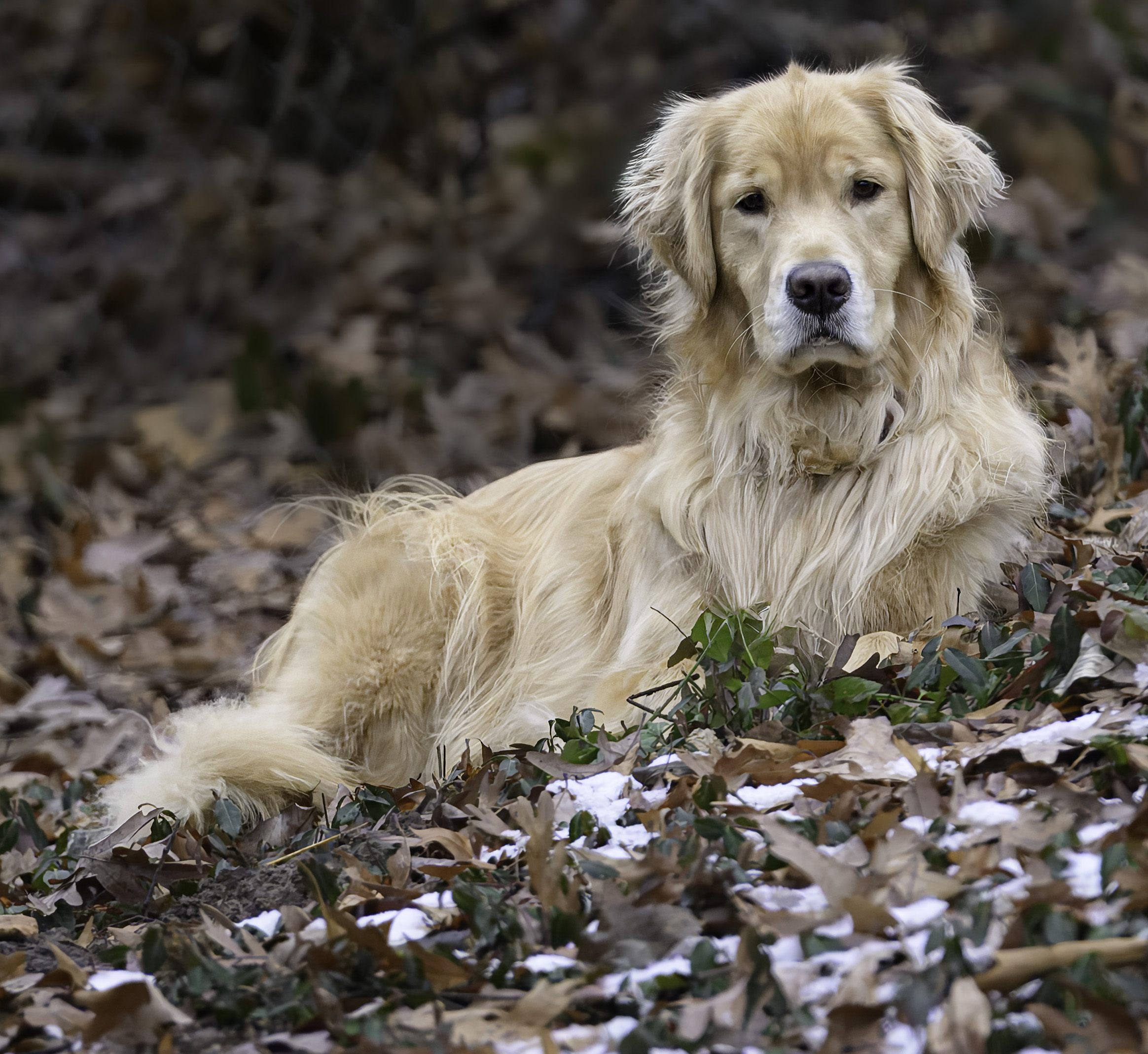 Understanding dog body language: The key to authentic dog photography in Northwest Arkansas