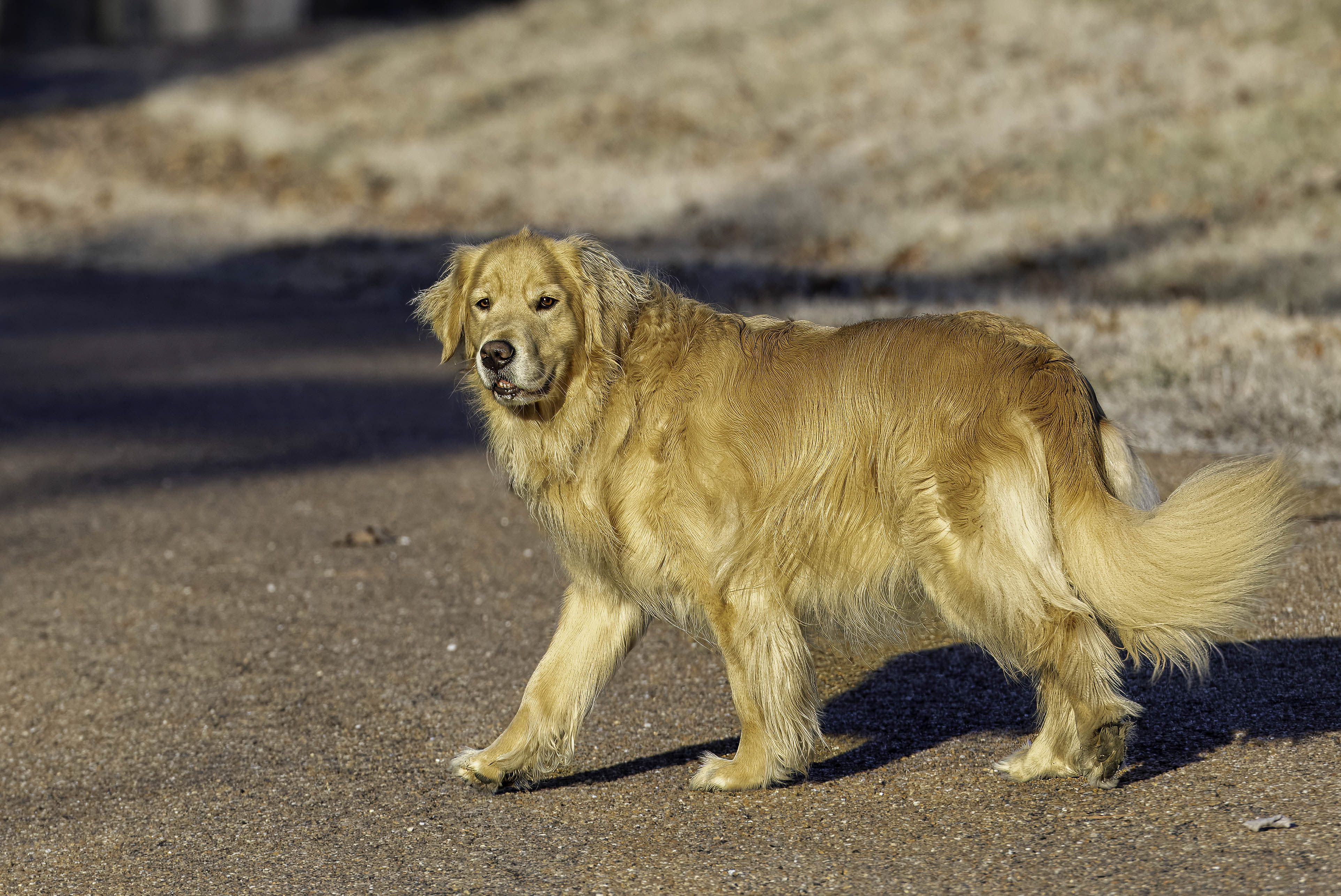 This golden retriever has turned around to make sure her owner is close behind on this walk in a secluded park.