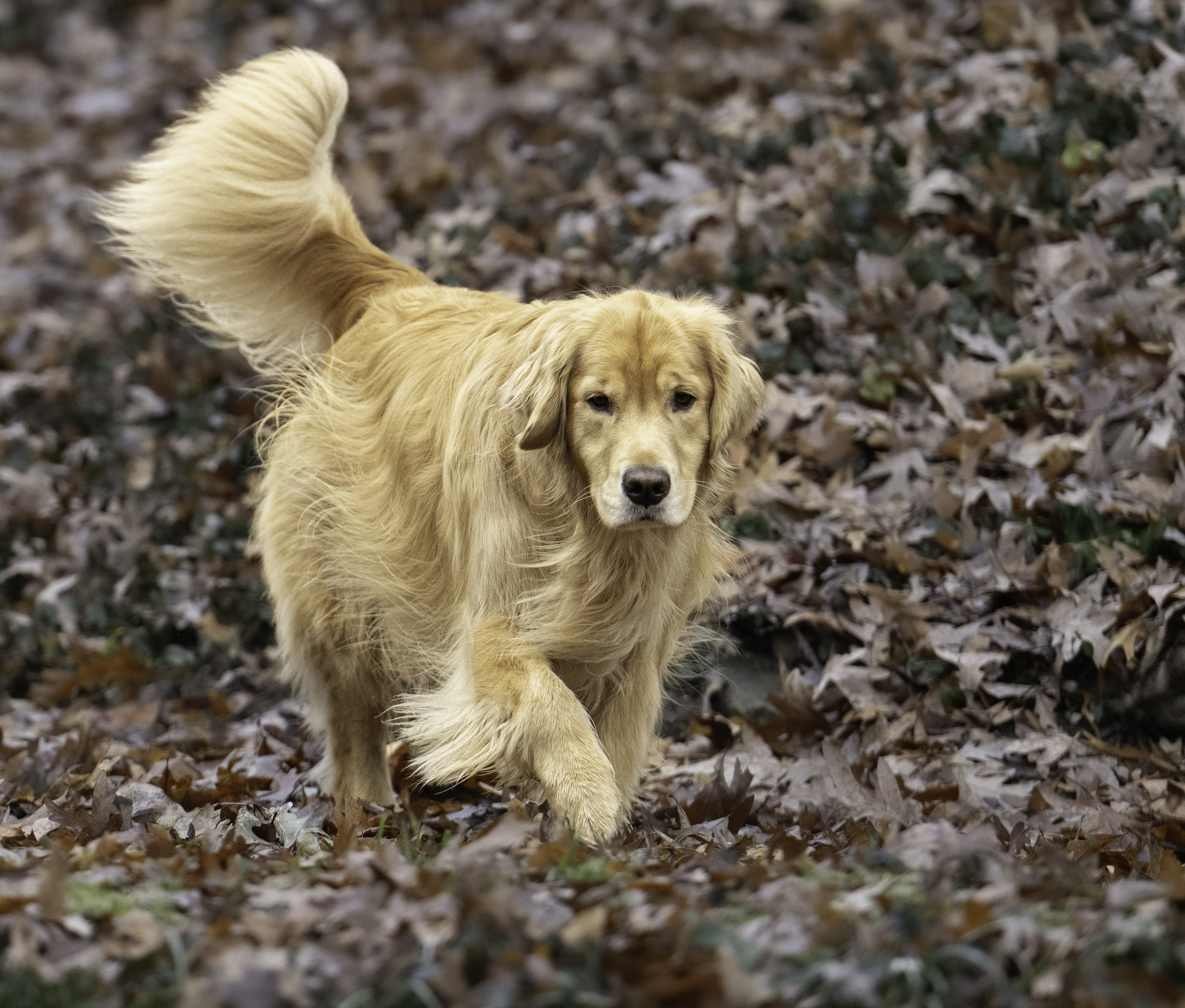 This photo of a golden retriever prancing down a hillside covered in leaves is priceless.