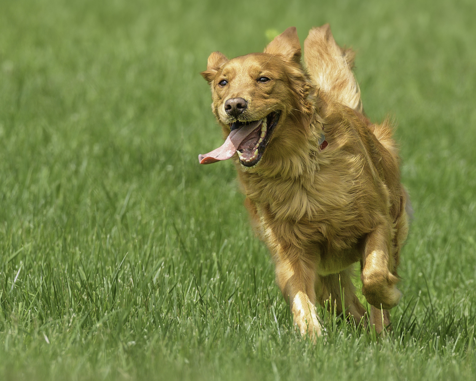 What Is Fast CAT? The Dog Sport Built Around the Joy of the Chase