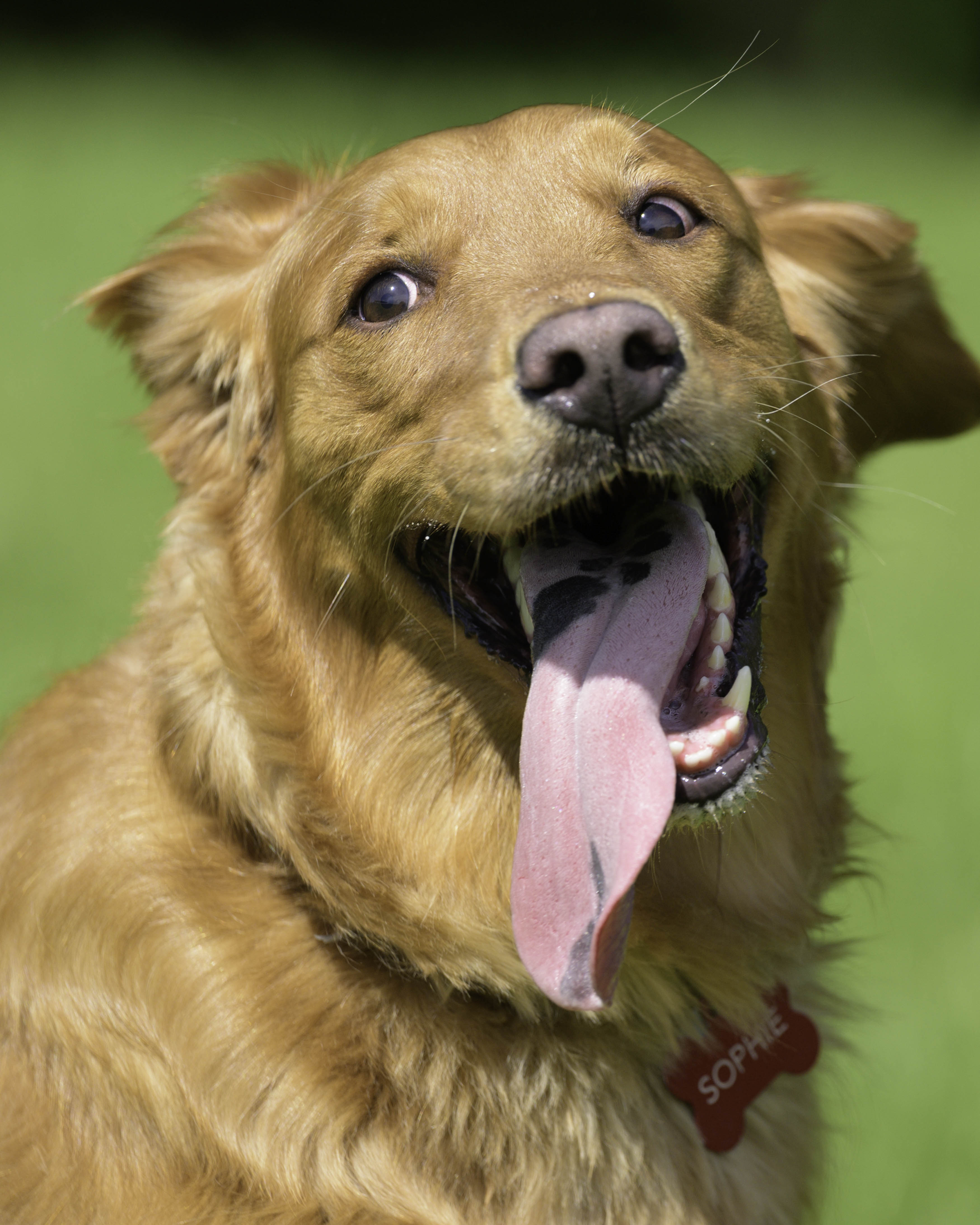 Rescue dog photography in Northwest Arkansas: Where trust becomes unforgettable images