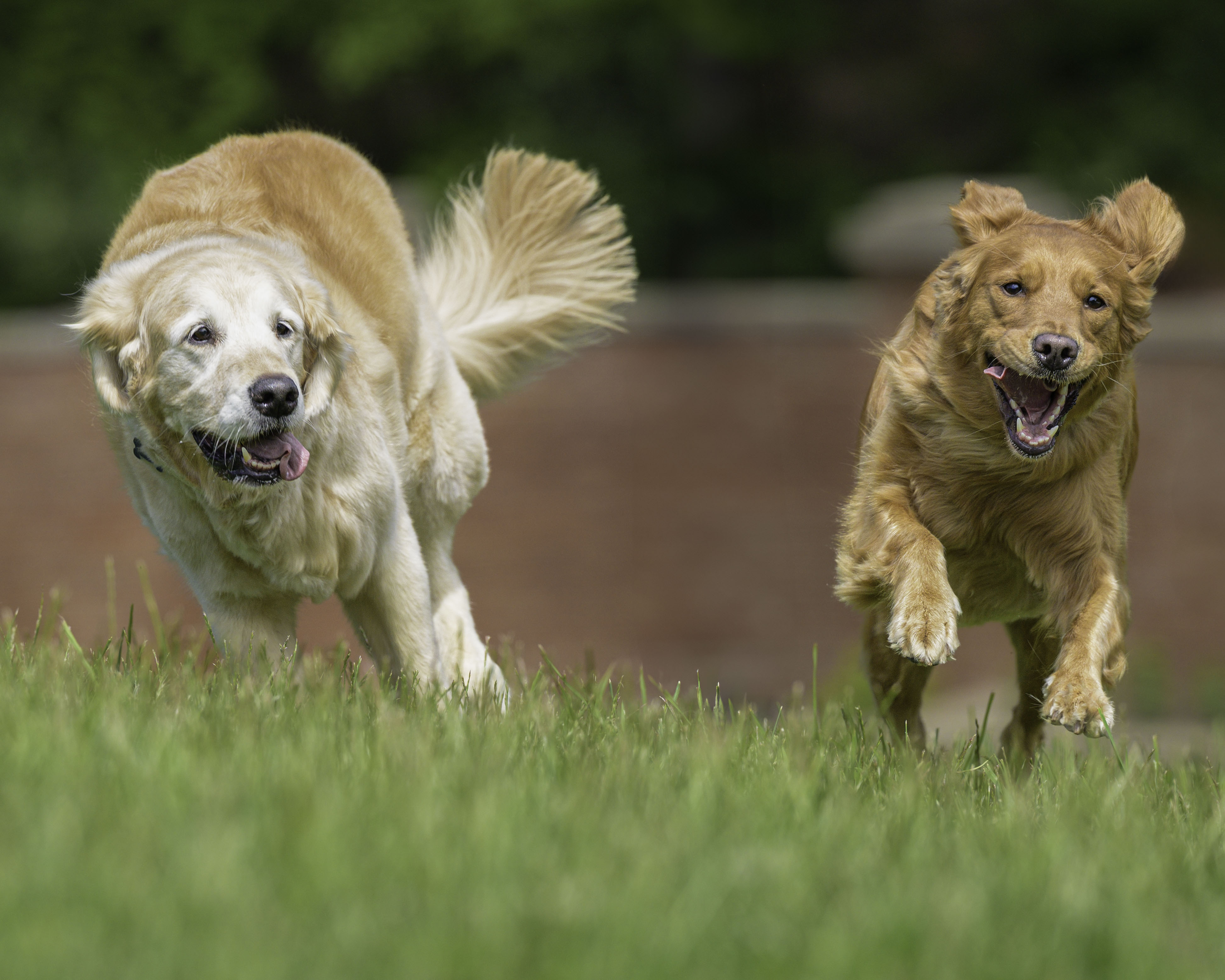Sophie and Rosie the golden retrievers are racing toward their owner, who is standing by the camera.